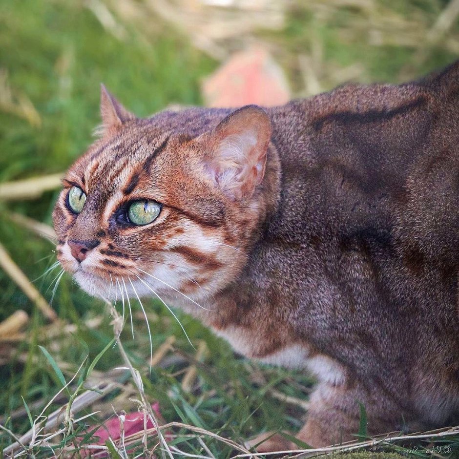 Ржавая кошка Шри Ланка