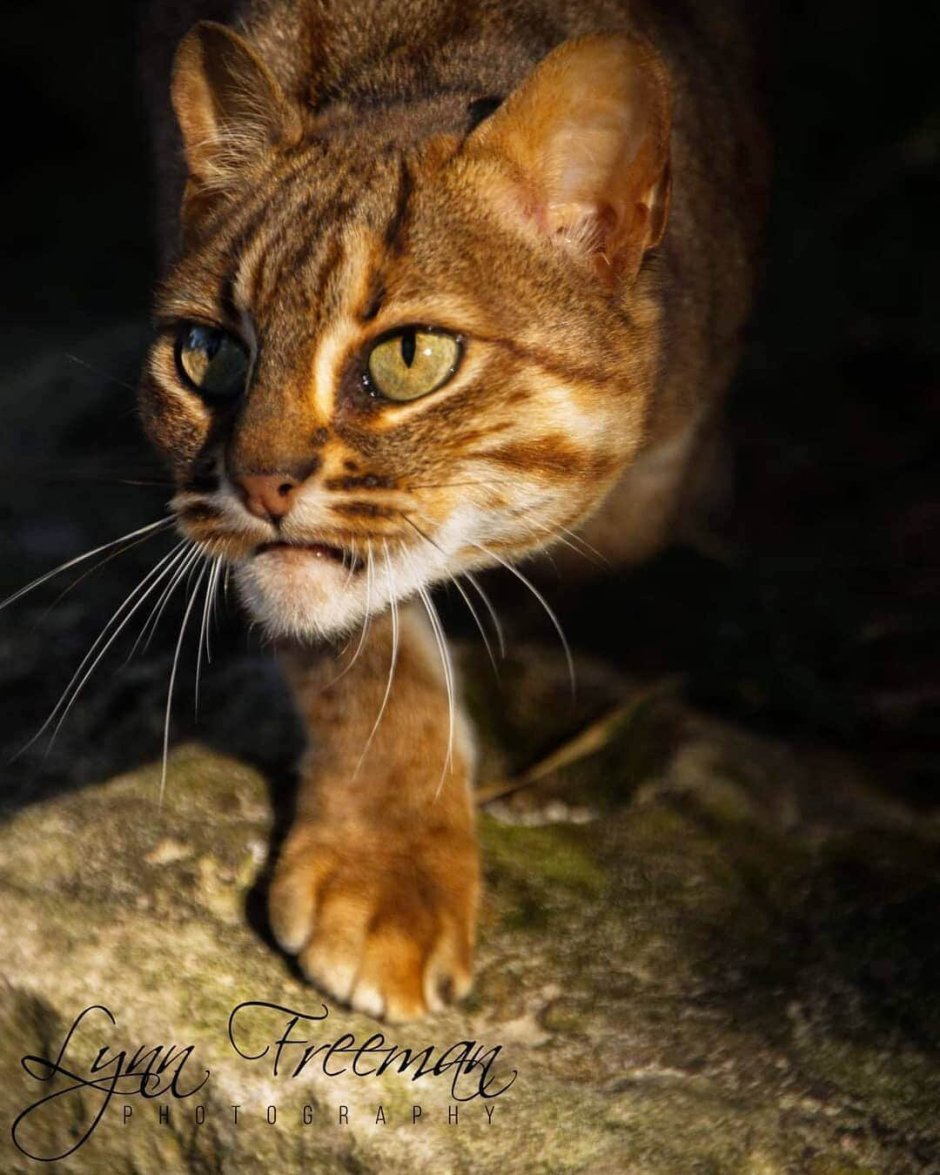 Суматранская кошка
