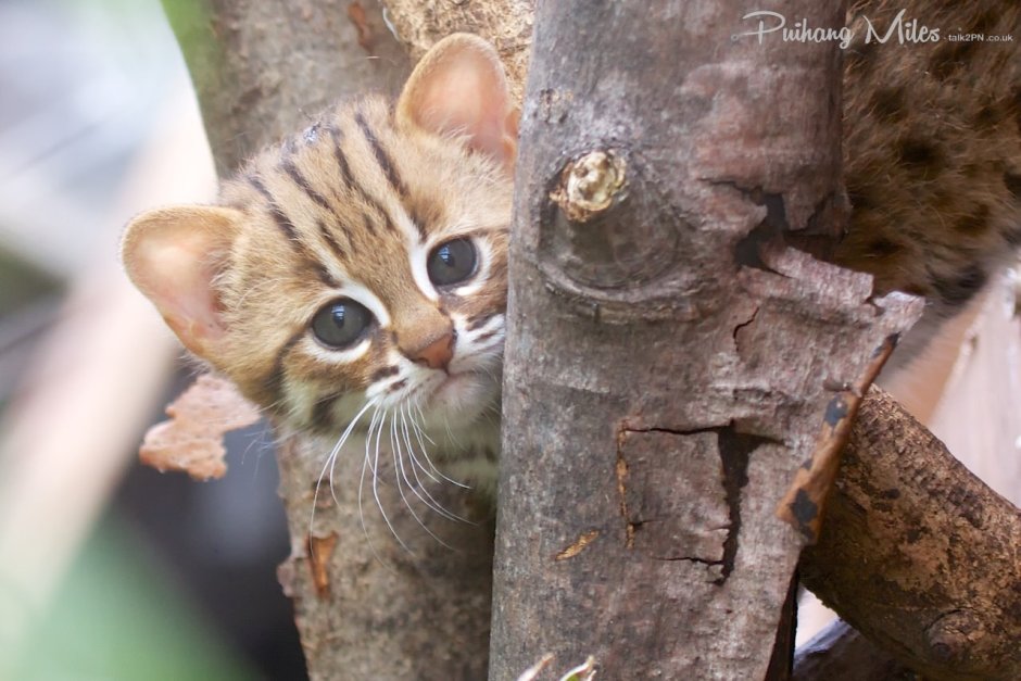 Ржавая кошка котята