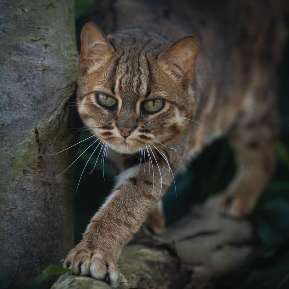 Ржавая кошка на руках