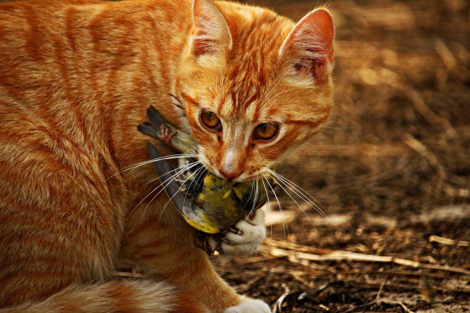 Rusty spotted Cat котята