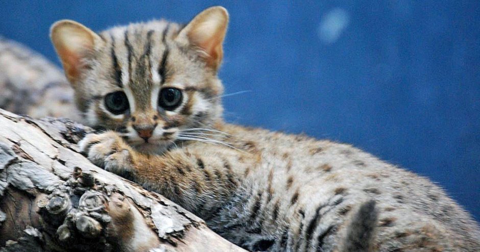 Ржавая кошка с человеком