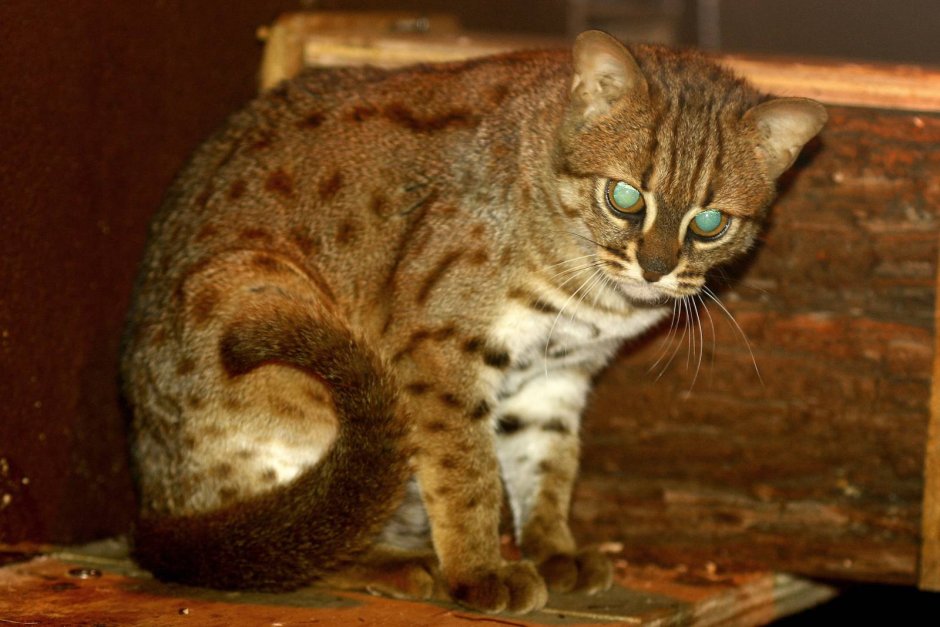 Ржавая кошка котята