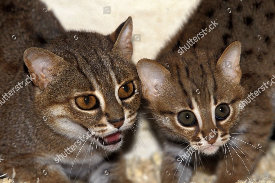 Кошка джунгли самая маленькая