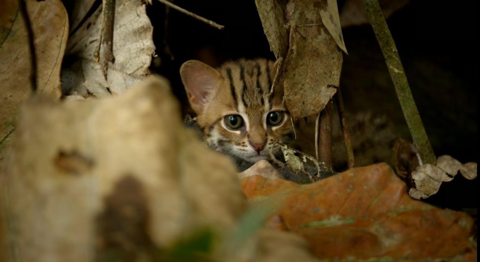 Ржавая кошка размер