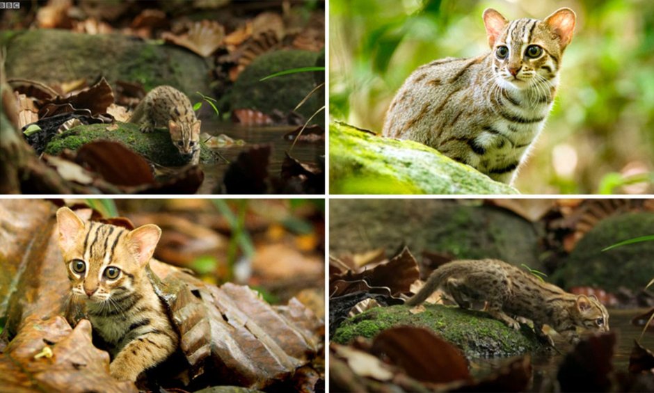 Rusty spotted Cat размер