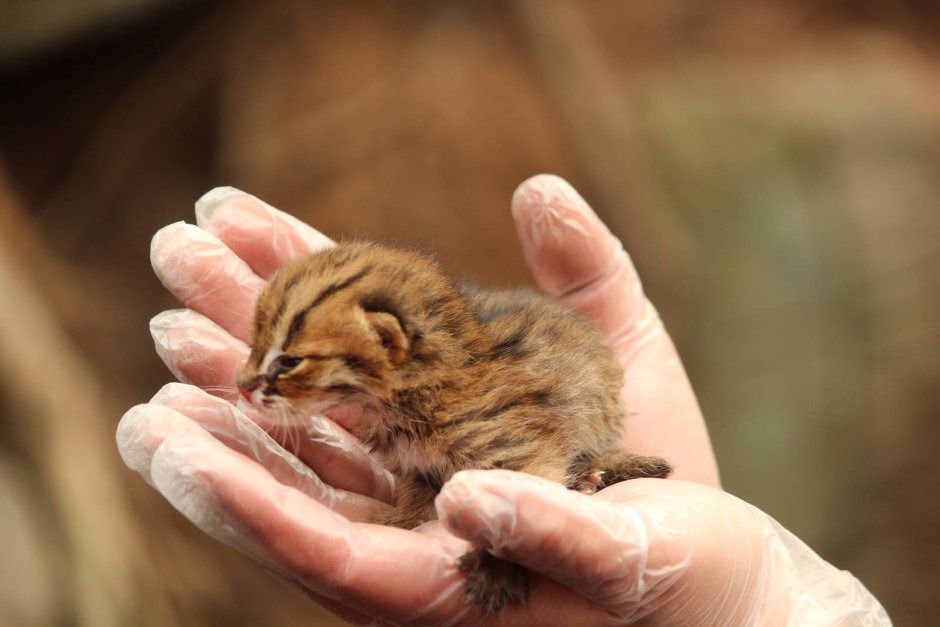 Rusty spotted Cat котята