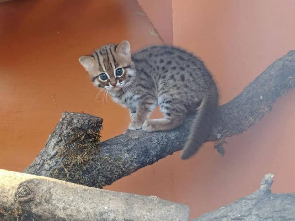Самая маленькая Дикая кошка