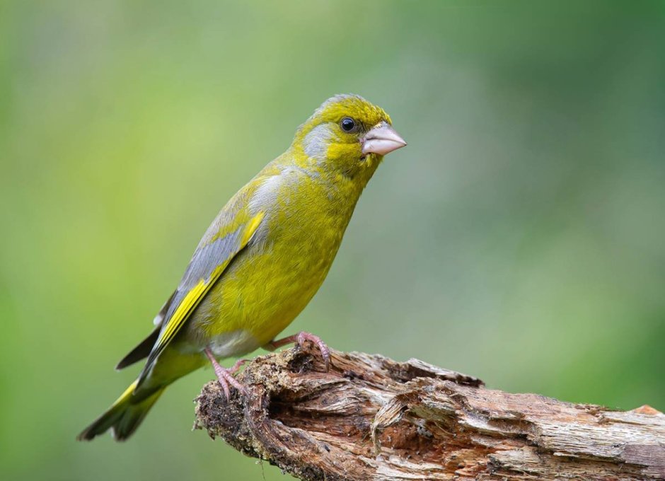 Зеленушка (Chloris Chloris)