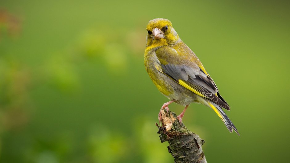 European Greenfinch птица
