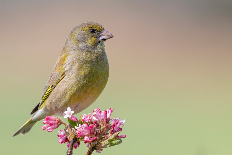 Chloris Chloris