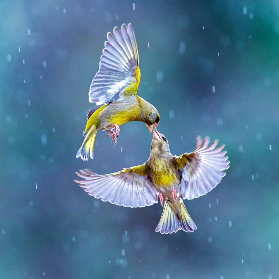 Under the Wing птички