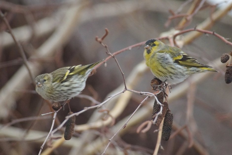 Чиж (Spinus Spinus l.)