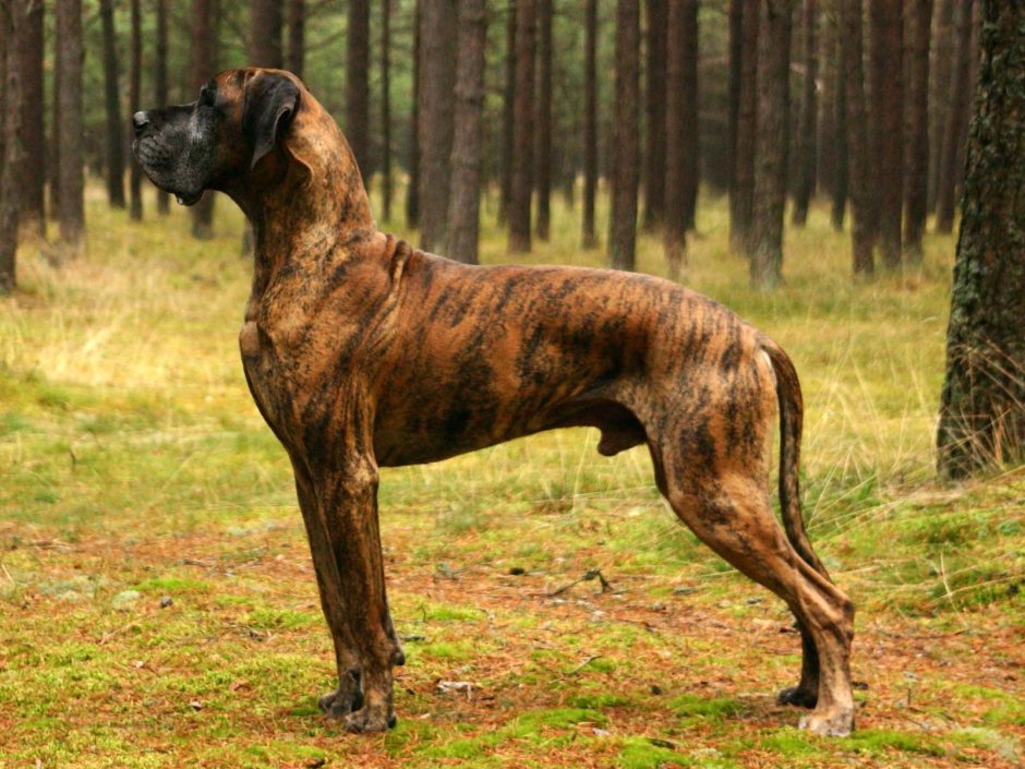 Испанский алано тигровый