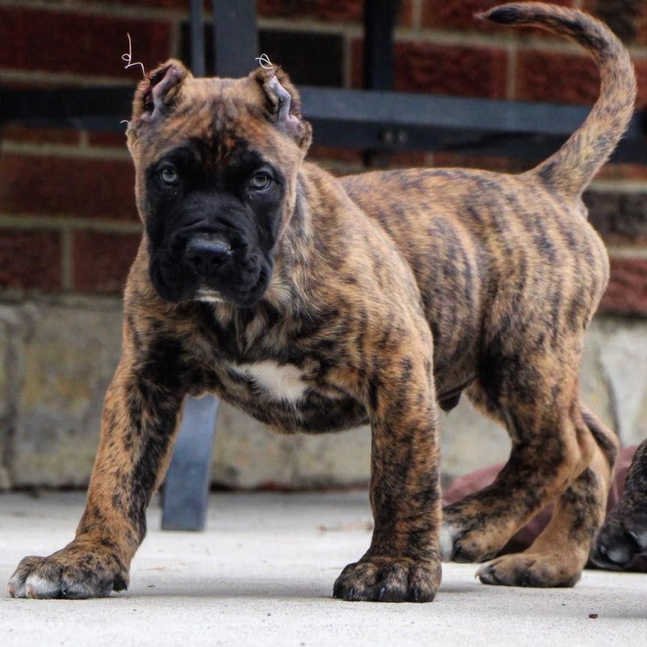 Presa Canario порода собак