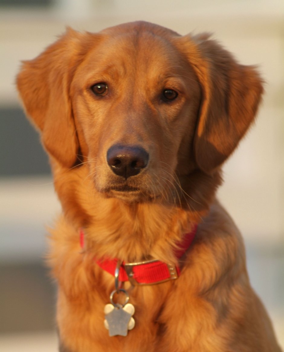 Каролинская собака Carolina Dog
