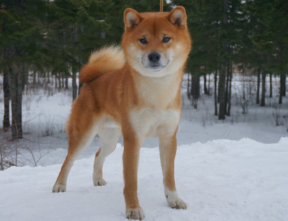 Finnish Spitz финский шпиц