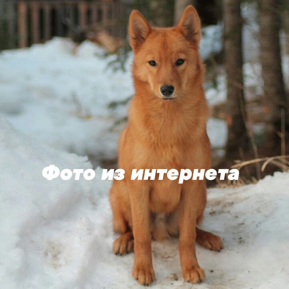 Карельская лайка