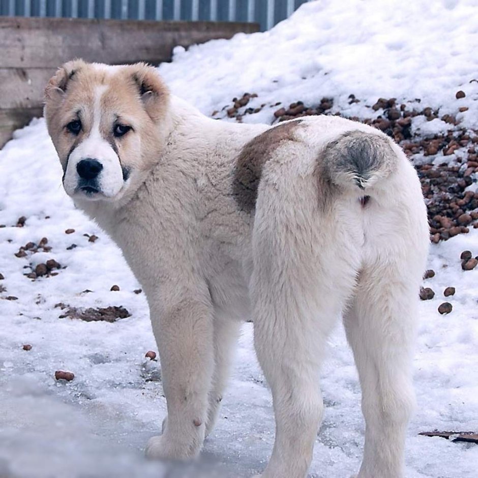 Алабай в снегу