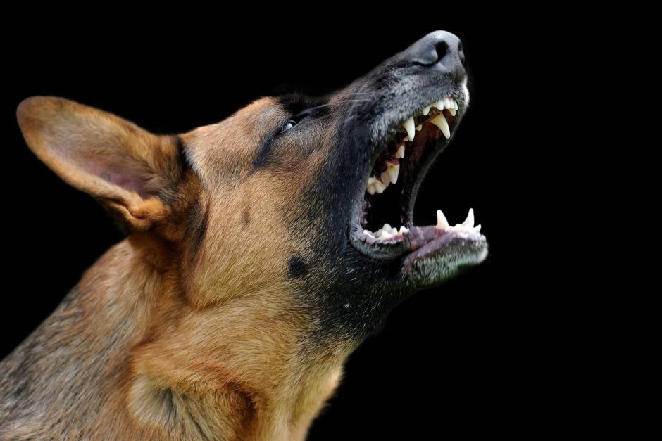 Growling Dog