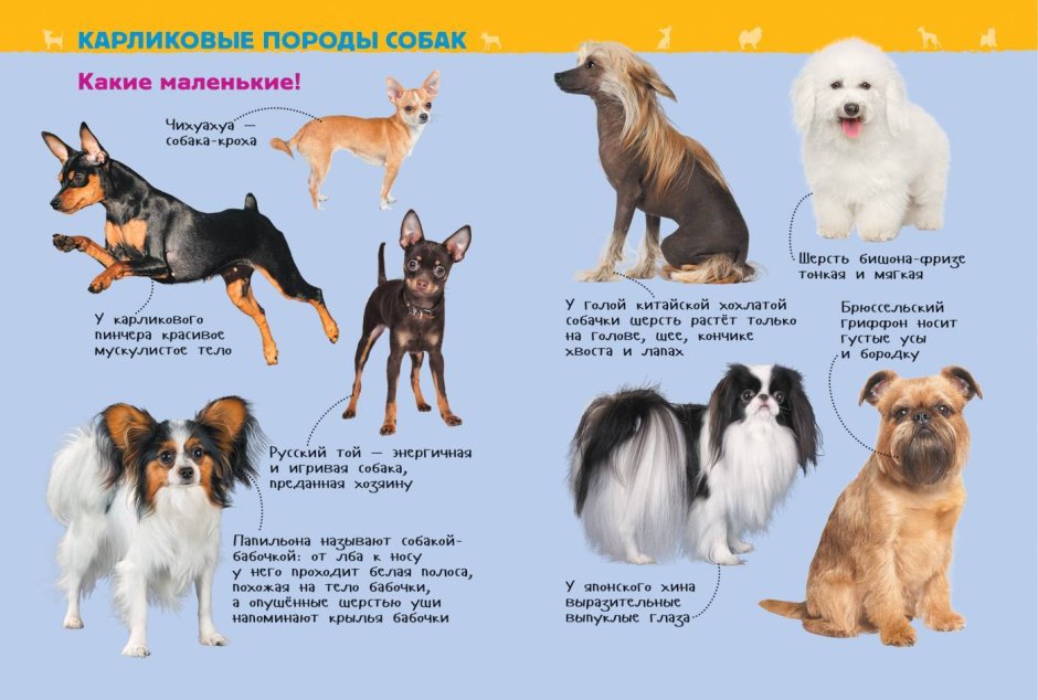 Необычные породы маленьких собак