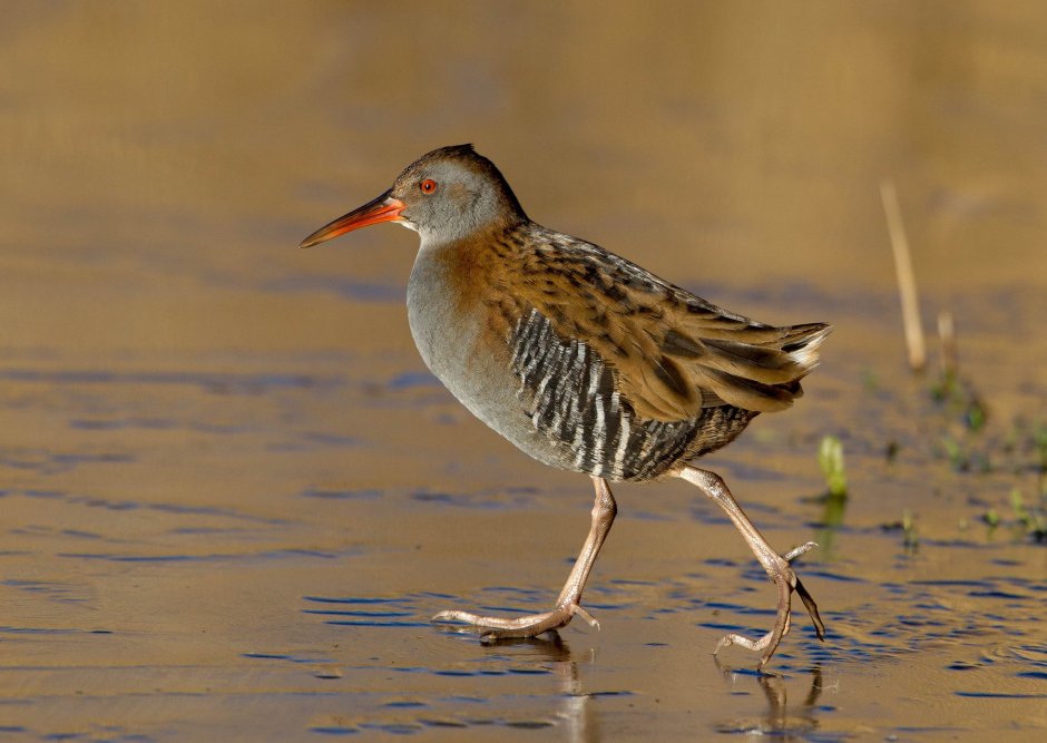 Пастушок Rallus aquaticus