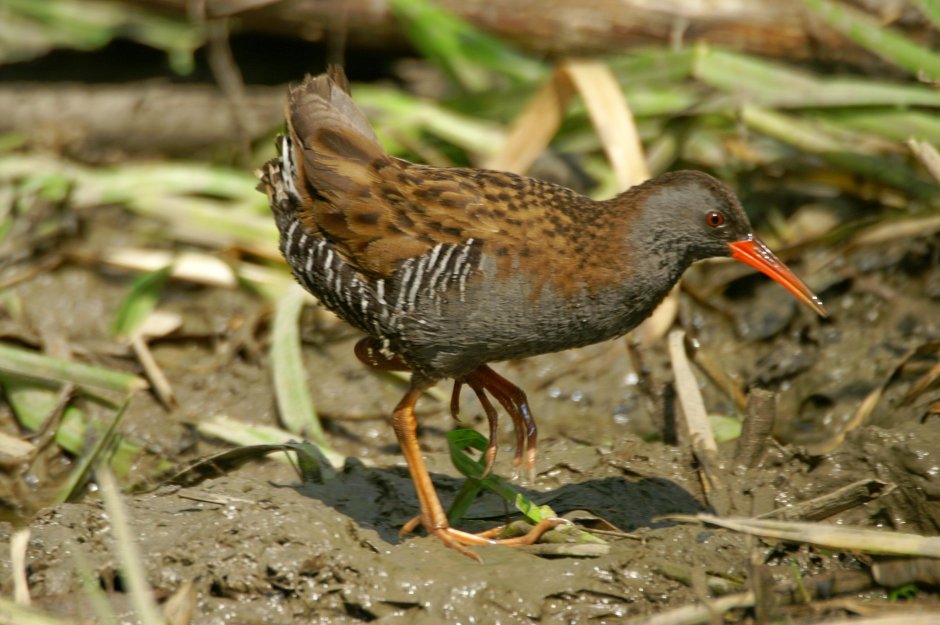 Водяной Пастушок – Rallus aquaticus l., 1758