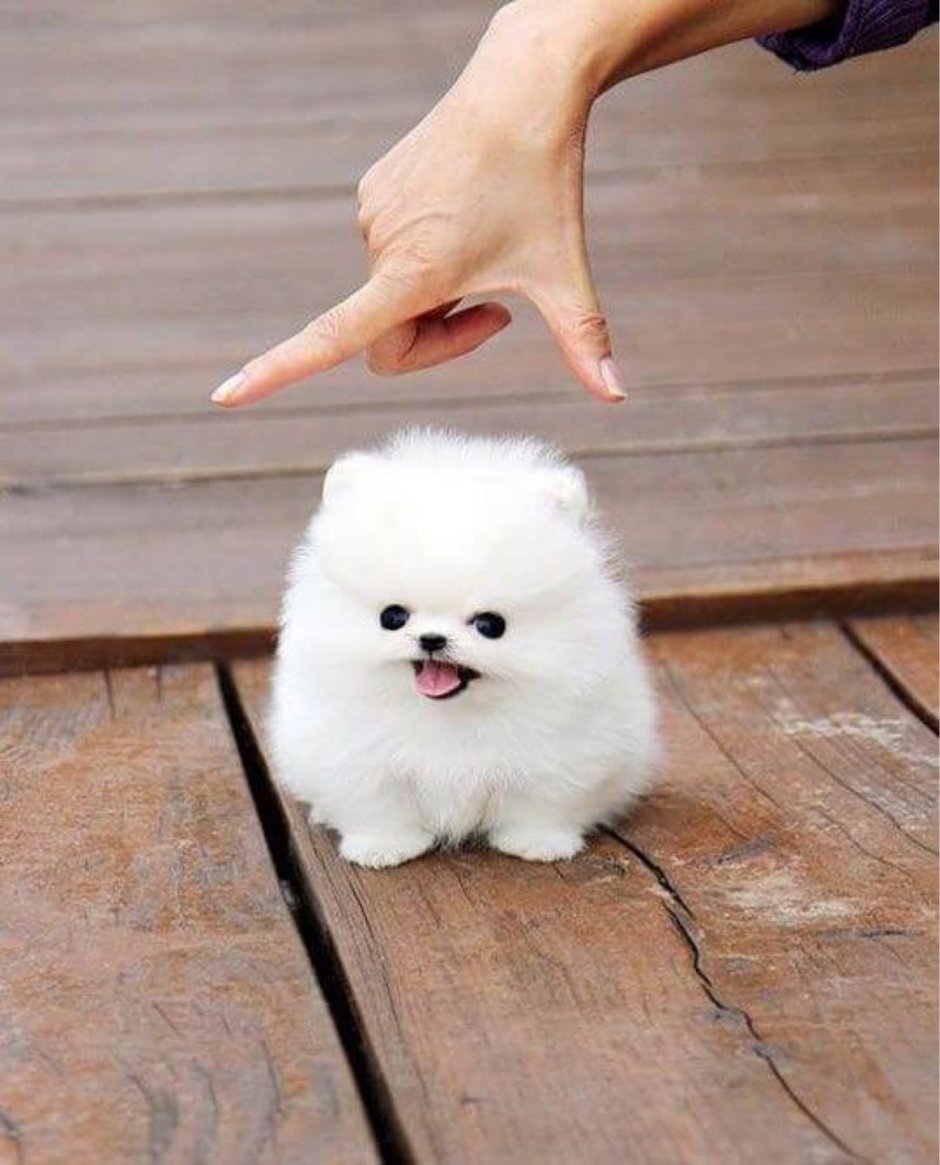 Померанский шпиц Teacup.
