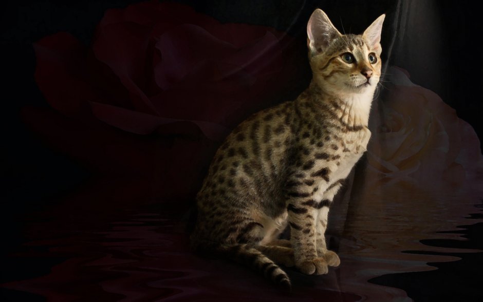 Саванна кошка обои