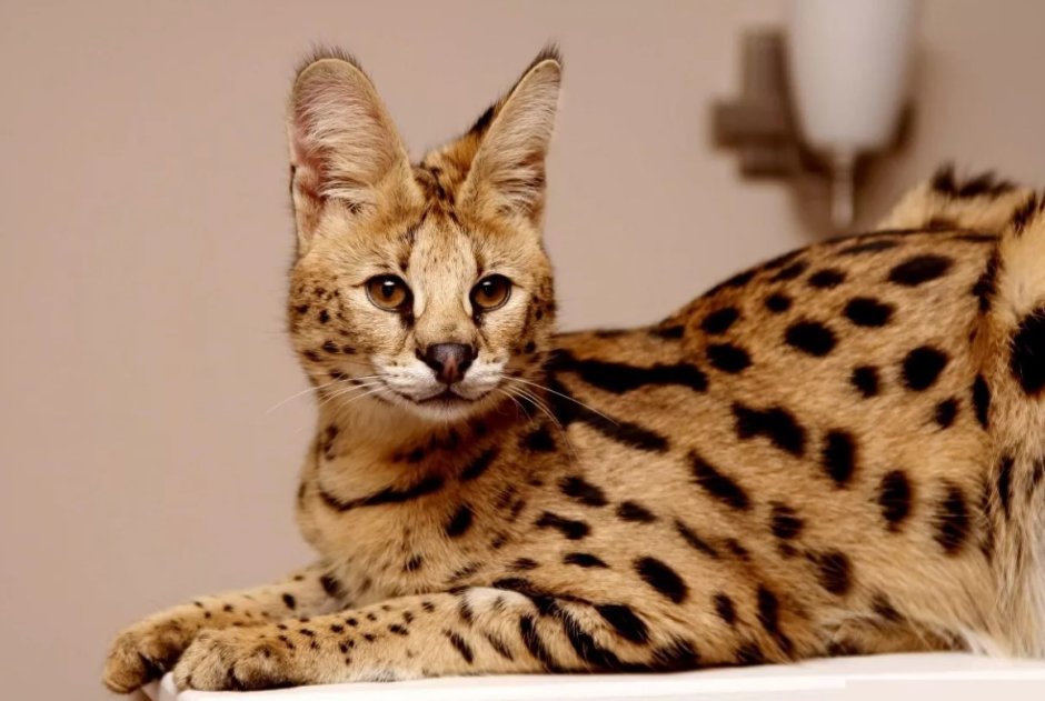 Кошка Саванна и сервал