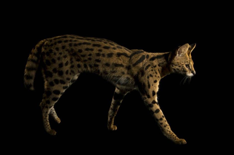 Бурая Саванна кошка