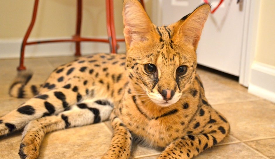 Кот леопард сервал