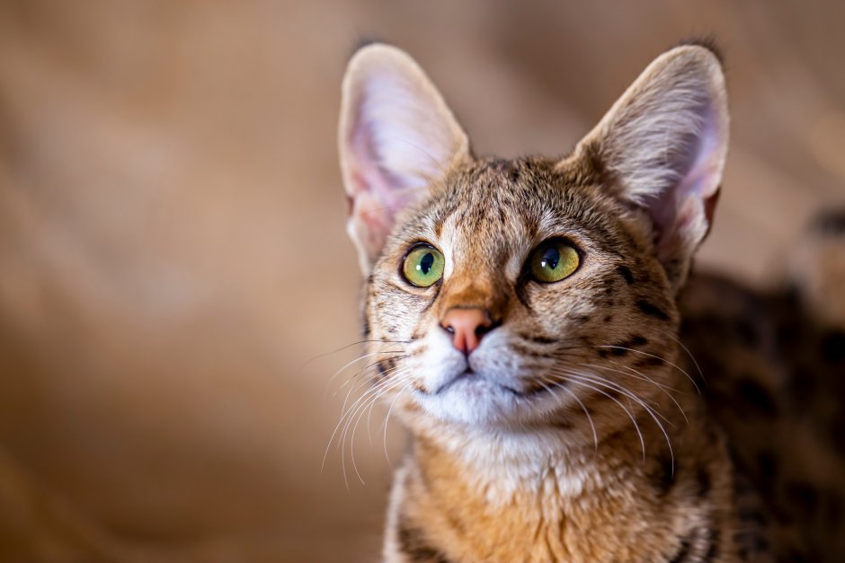 Кошки фото