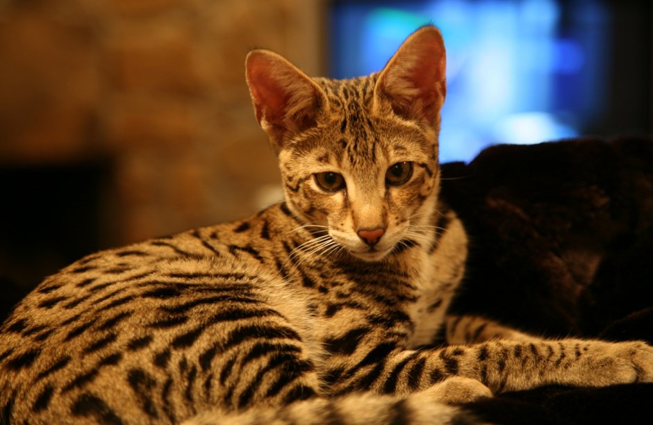 Кот леопард сервал