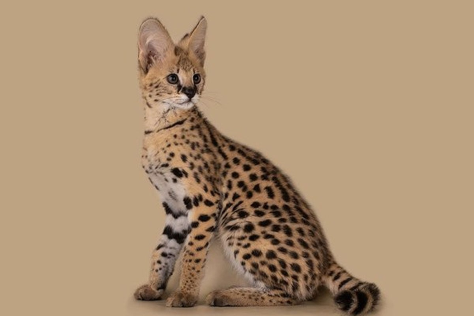Бенгальская кошка мордочка профиль