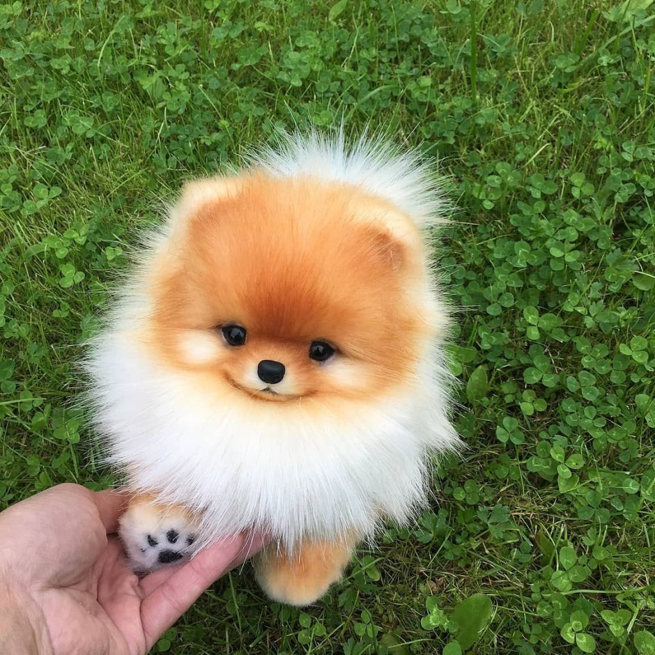 Померанский шпиц Teacup.