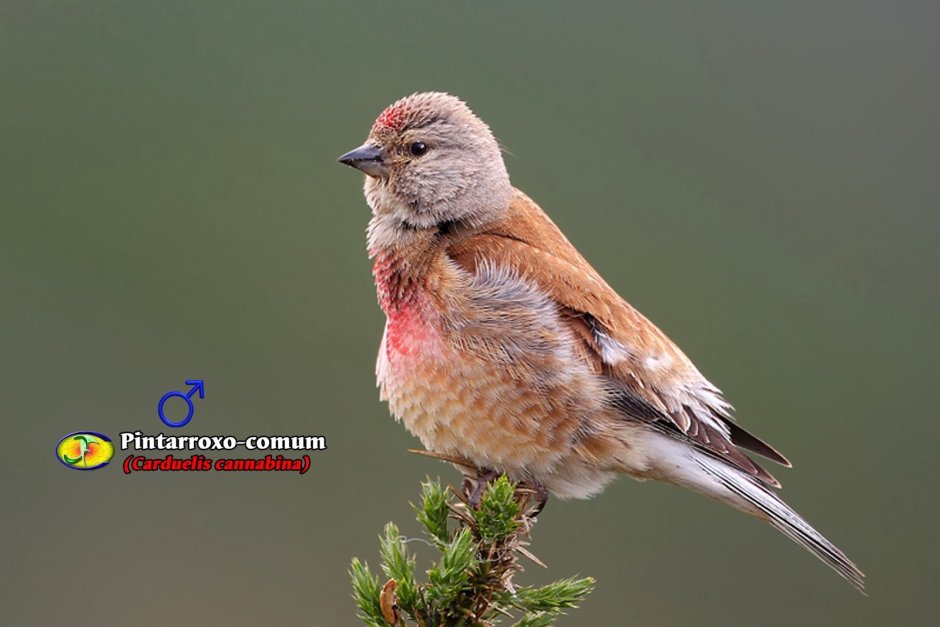Розовый танагровый певун / Cardellina versicolor