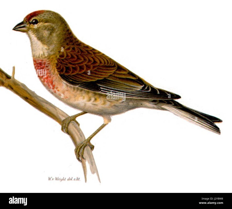 Carduelis flammea