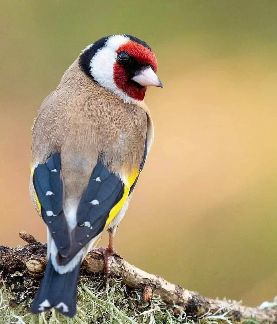 Carpodacus rhodochlamys