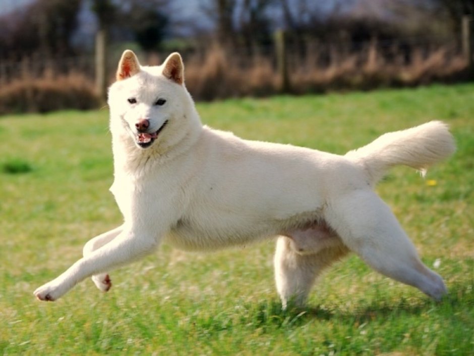 Корейский Джиндо