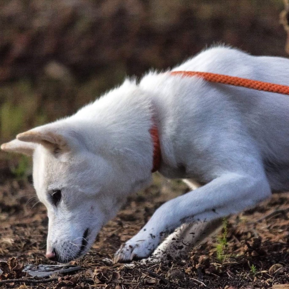 Kishu Crypto