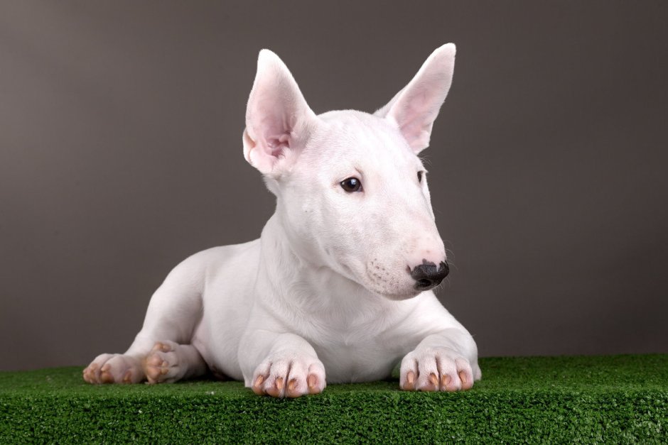 Джек-Рассел-терьер на охоте