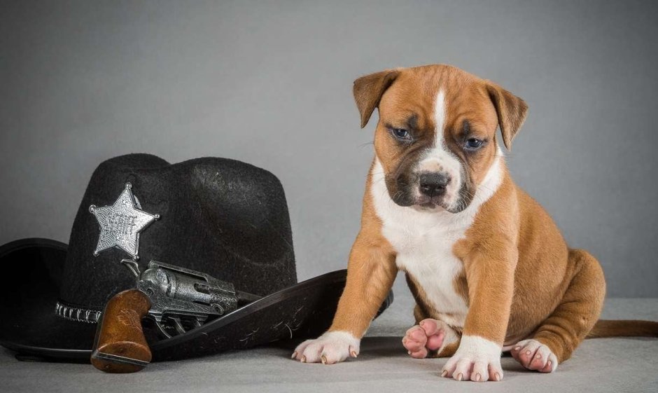 Собака Мопс