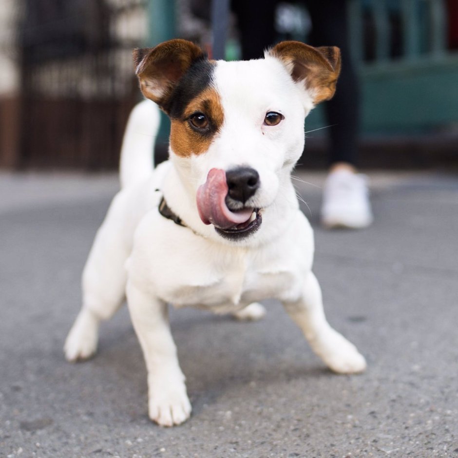 Рич Рассел терьер