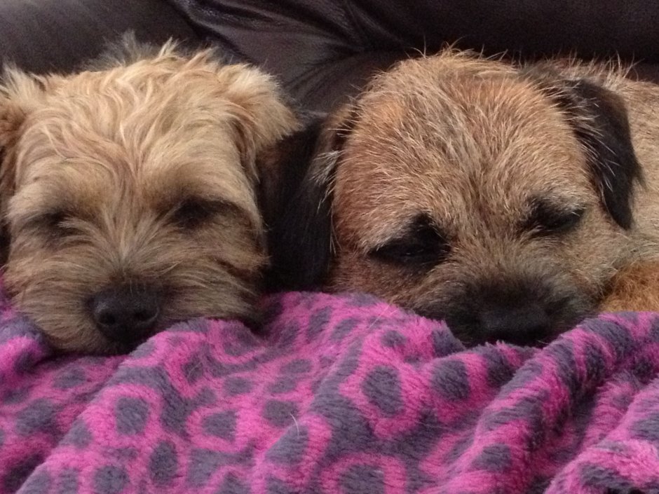 Щенок в траве