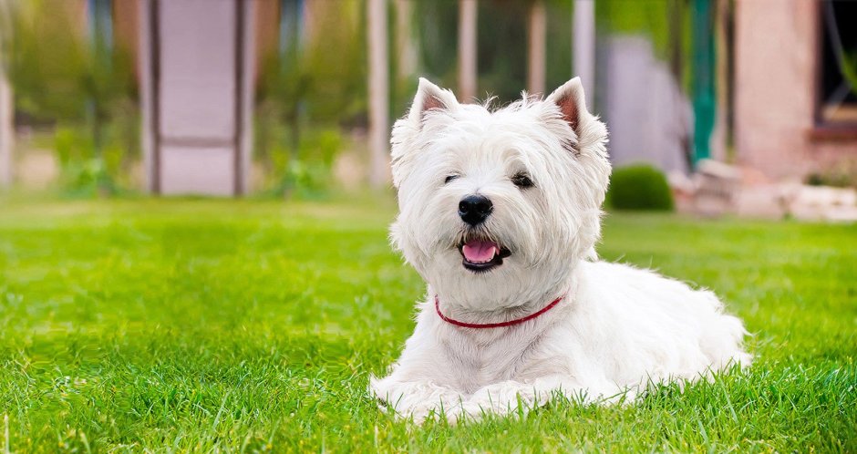 Английский кокер спаниель Эстетика