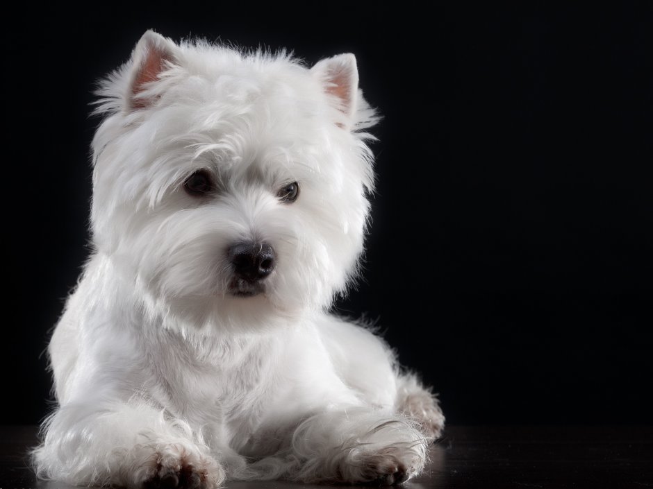 Порода собак ротвейлер