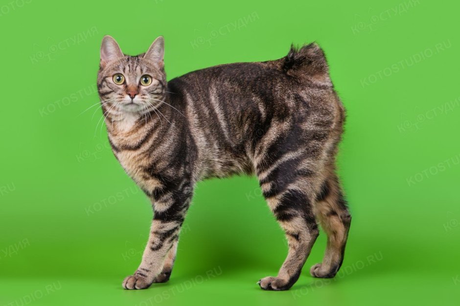 Бобтейл кот