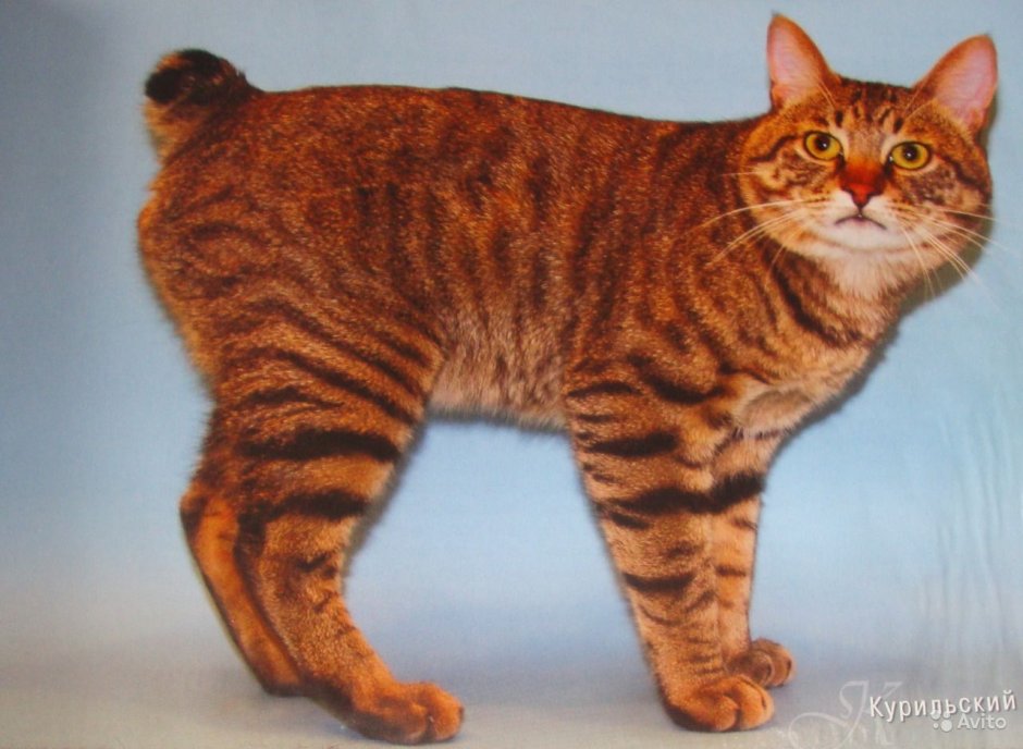 Кот Курильский бобтейл
