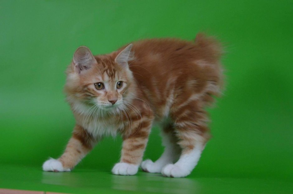 Авито Нижний Новгород котенок с коротким хвостом